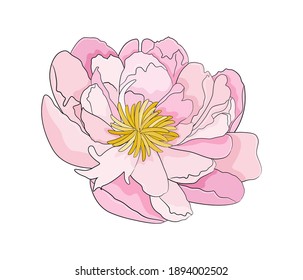 Peony flower vector illustration isolated on white background. Flat style. 
