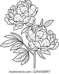 peony flower vector line art