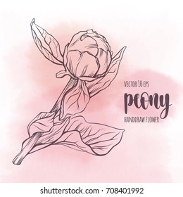 Peony flower vector line hand drawn sketch. Floral plant botany element. Contour illustration on watercolor spot background for your design.