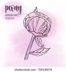 Peony flower vector line hand drawn sketch. Floral plant botany element. Contour illustration on watercolor spot background for your design.