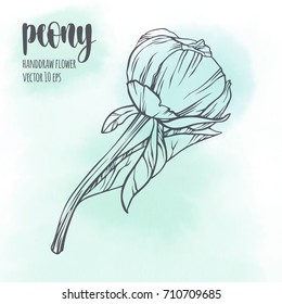 Peony flower vector line hand drawn sketch. Floral plant botany element. Contour illustration on watercolor spot background for your design.