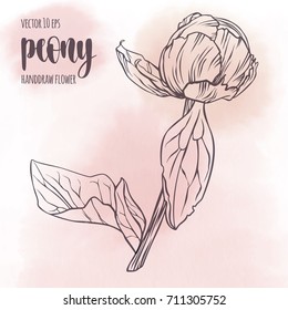 Peony flower vector line hand drawn sketch. Floral plant botany element. Contour illustration on watercolor spot background for your design.