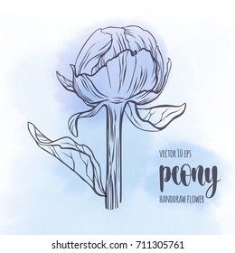 Peony flower vector line hand drawn sketch. Floral plant botany element. Contour illustration on watercolor spot background for your design.