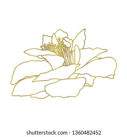 Peony flower vector. Line-art on white background. Spring flower with gold contour lines. Engraving style flower. Template greeting card, wedding invitation banner. Gold rose hand drawn.