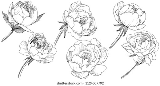 Peony flower in a vector style isolated. Full name of the plant: peony. Vector flower for background, texture, wrapper pattern, frame or border.