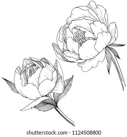 Flor de peones en un estilo vectorial aislado. Nombre completo de la planta: peonía. Flor vectorial para fondo, textura, patrón envolvente, marco o borde.