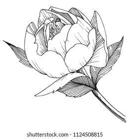 Peony flower in a vector style isolated. Full name of the plant: peony. Vector flower for background, texture, wrapper pattern, frame or border.