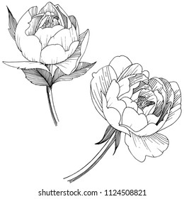 Peony flower in a vector style isolated. Full name of the plant: peony. Vector flower for background, texture, wrapper pattern, frame or border.