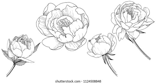 Peony flower in a vector style isolated. Full name of the plant: peony. Vector flower for background, texture, wrapper pattern, frame or border.