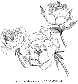 Peony flower in a vector style isolated. Full name of the plant: peony. Vector flower for background, texture, wrapper pattern, frame or border.