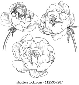 Peony flower in a vector style isolated. Full name of the plant: peony. Vector flower for background, texture, wrapper pattern, frame or border.