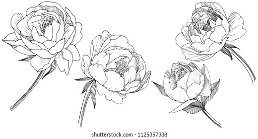 Peony flower in a vector style isolated. Full name of the plant: peony. Vector flower for background, texture, wrapper pattern, frame or border.
