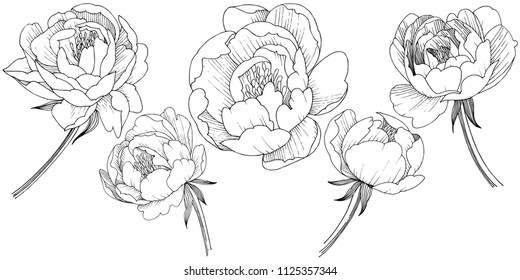 Peony flower in a vector style isolated. Full name of the plant: peony. Vector flower for background, texture, wrapper pattern, frame or border.