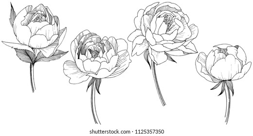 Peonblume im Vektorstil einzeln. Vollständiger Name der Pflanze: Pony. Vektorblume für Hintergrund, Textur, Wrapper-Muster, Rahmen oder Rahmen.