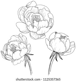 Peony flower in a vector style isolated. Full name of the plant: peony. Vector flower for background, texture, wrapper pattern, frame or border.