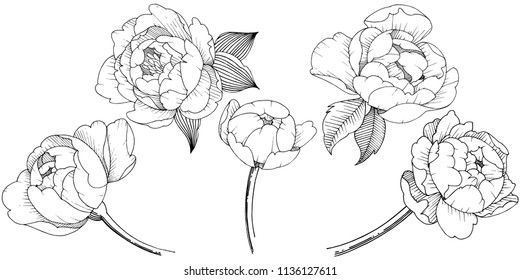 Peony flower in a vector style isolated. Vector flower for background, texture, wrapper pattern, frame or border.