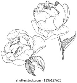 Flor de peones en un estilo vectorial aislado. Flor vectorial para fondo, textura, patrón envolvente, marco o borde.