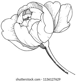 Peony flower in a vector style isolated. Vector flower for background, texture, wrapper pattern, frame or border.