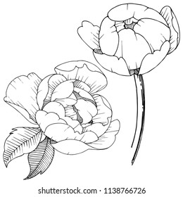 Flor de peones en un estilo vectorial aislado. Flor vectorial para fondo, textura, patrón envolvente, marco o borde.