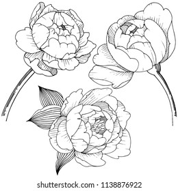 Peony flower in a vector style isolated. Vector flower for background, texture, wrapper pattern, frame or border.