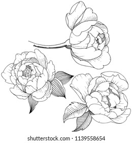 Peony flower in a vector style isolated. Vector flower for background, texture, wrapper pattern, frame or border.
