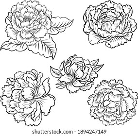 Vector de flores de peonía para el diseño de tatuajes sobre fondo blanco. Hermosa línea de arte para el libro de colorear doodle con ilustración de flores de Peony en aislado. Estilo dibujado a mano de flores china.