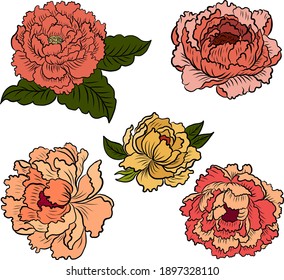 Peonblume Vektorgrafik für Tätowierungen auf weißem Hintergrund.Schöne Linienkunst für Doodle-Farbbuch mit Peony-Blumengrafik einzeln.Chinesischer Blumenstil.