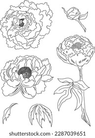 Peony fllower Vektor für Tätowierungsdesign.Traditionelle japanische Blumengrafik für Doodle-Kunst und Druck auf dem Hintergrund.Peony Vektor für Aufkleber und Druck auf Hemd.Element auf der Rückseite für Festival