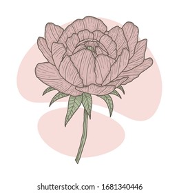 Peony flower vector tranquil color