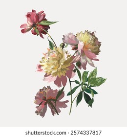 Peony flower, vintage botanical illustration. Pink floral plant vector element. Vintage pink botanical flower art drawing illustration, old painting art print of pink flower drawing.