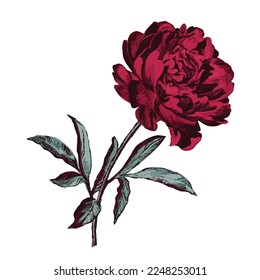 Peony flower. Viva magenta color of the year 2023. Pencil effect. Vector illustration.