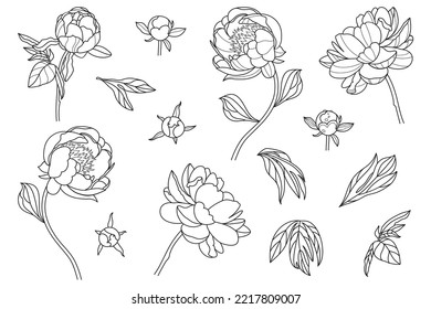 Peony flower white black line logo sketch tattoo wedding