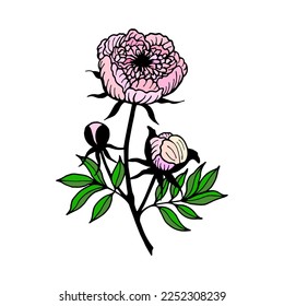 Peony flowers, buds. Vector stock illustration eps10. Outline, isolate on white background. Hand drawn.