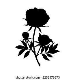Peony flowers, buds. Vector stock illustration eps10. isolate on white background. Hand drawn.
