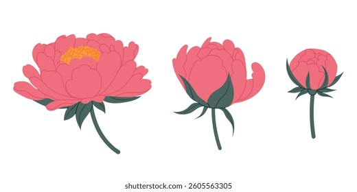 Peony flowers. Closed peony bud, half opened bud and fully bloomed flower. Set peony buds. For postcards, banners, invitation.