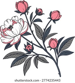 peony flowers cluster different