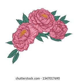 Peony flowers decorative wreath. Vector floral illustration isolated on white.