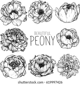 Similar Images, Stock Photos & Vectors of Collection peony with line