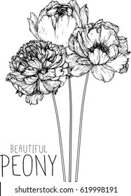 Peony flowers drawing illustration vector and clip-art.