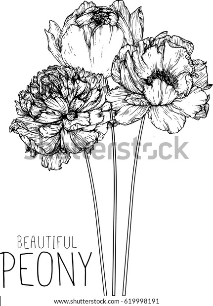 Peony Flowers Drawing Illustration Vector Clipart Stock Vector (Royalty