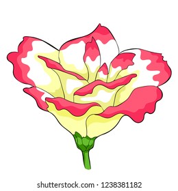Peony flowers eustoma indoor plants  vector illustration
