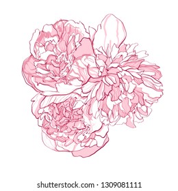 Peony flowers. Graphical hand drawn flowers. Vector.