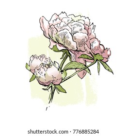 Peony flowers. Hand drawn artwork. Romantic illustration. Peonies.