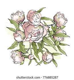 Peony flowers. Hand drawn artwork. Romantic illustration. Peonies.