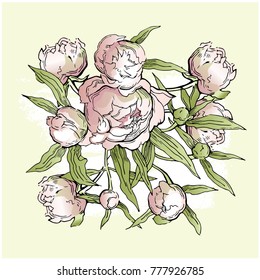 Peony flowers. Hand drawn artwork. Romantic illustration. Peonies.