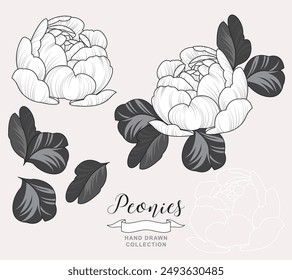 Flores de peonía. Peonía dibujada a mano en estilo de tatuaje lineal. Ilustración vectorial.