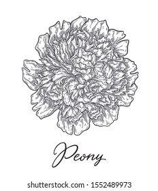 Peony flowers hand drawn in lines. Black and white monochrome graphic doodle elements. Isolated vector illustration, template for design