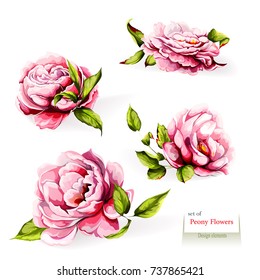 Peony flowers. Illustration of four buds. Watercolor. Hand drawn. Vector - stock.