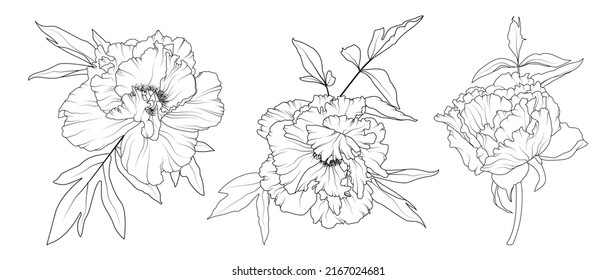 Peony flowers isolated line art set black white  Perfect for background greeting cards   invitations the wedding  birthday  Valentine's Day  Mother's Day 