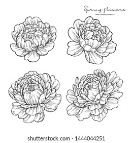 Peony flowers in japanese tattoo style. Hand drawn inked flowers. Neo traditional floral elements. Vector illustration.